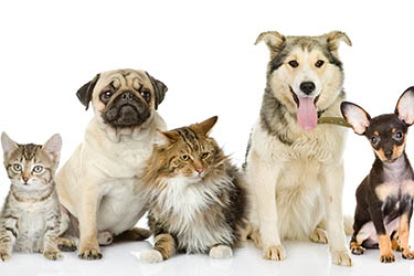 choose-the-right-breed