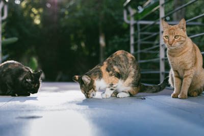 communicable cat diseases