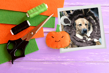 cone-lion-blog size1