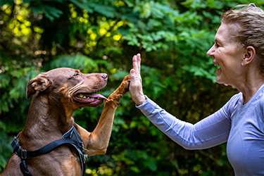 dog-and-owner-high-five