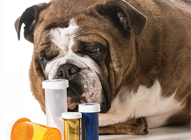 dog sniffing empty bottles_sm