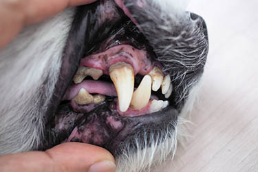 what does grey gums on a dog mean