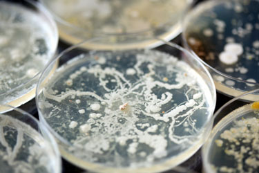 hsah-antibiotic-resistant-bacteria