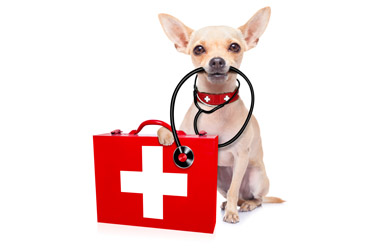 hsah-disaster-kit-for-pet