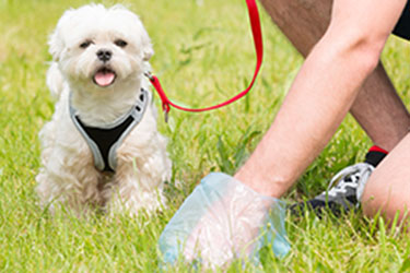 picking-up-dog-poop