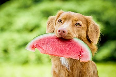 summer-fruits-veggies-blog