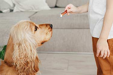 thanksgivingblog-web