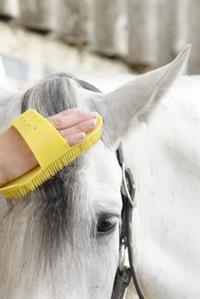 white-horse-head-being-brushed