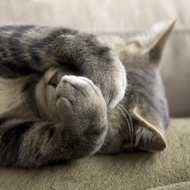 shutterstock_31406680